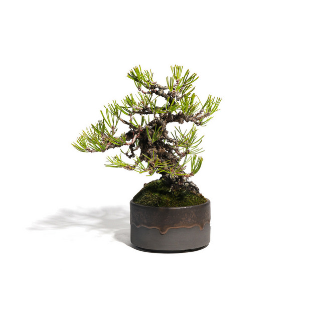 黒松　-Japanese black pine-　（推定樹齢40年） 詳細画像